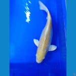 ogon 35cm