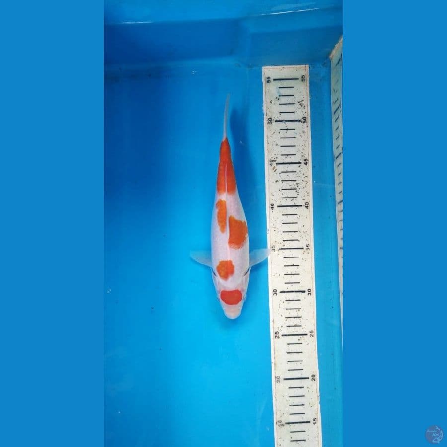 kohaku 24cm 