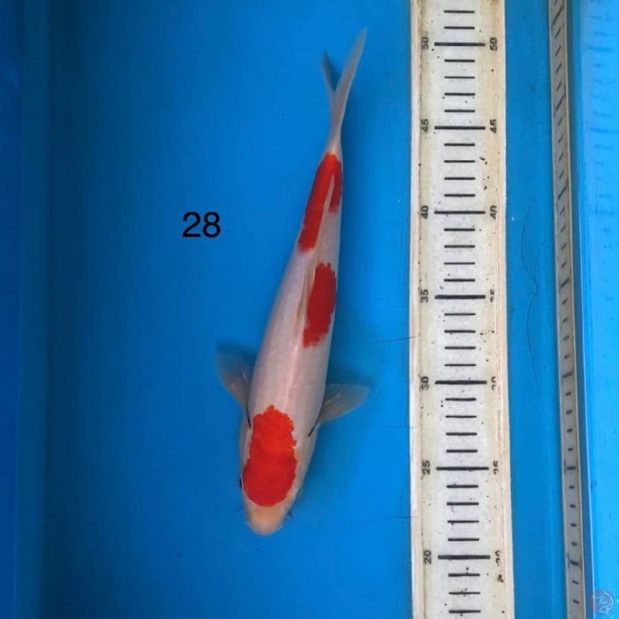 kohaku 28cm 