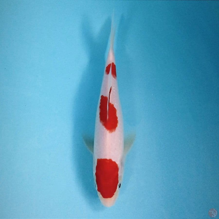 kohaku, 20 cm