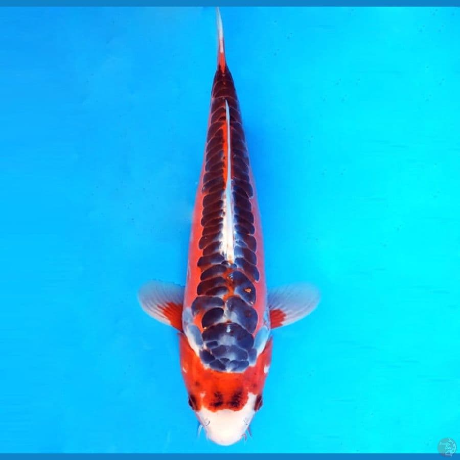4.HANA SHUSUI 34 cm/famale