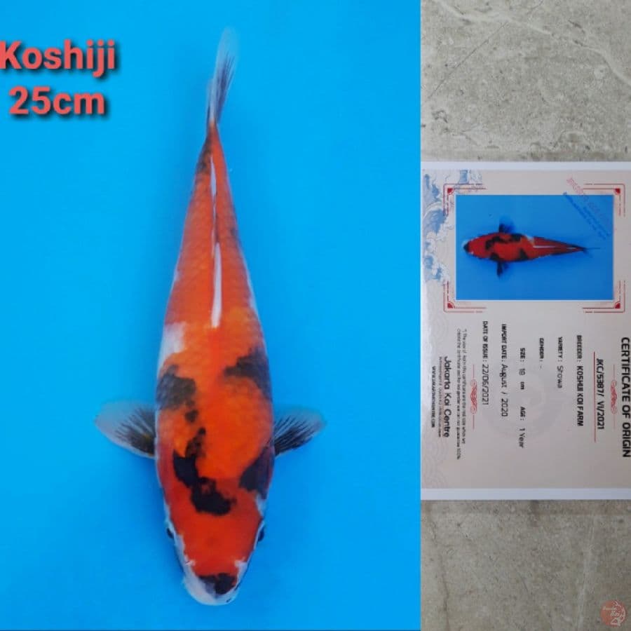 KOSHIJI SHOWA 25CM