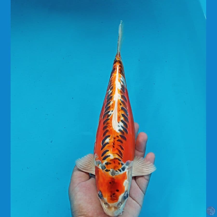 KUJAKU DOITSU 31CM BULKY