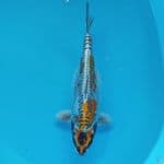 JUMBO KIKO 35CM HAMIL