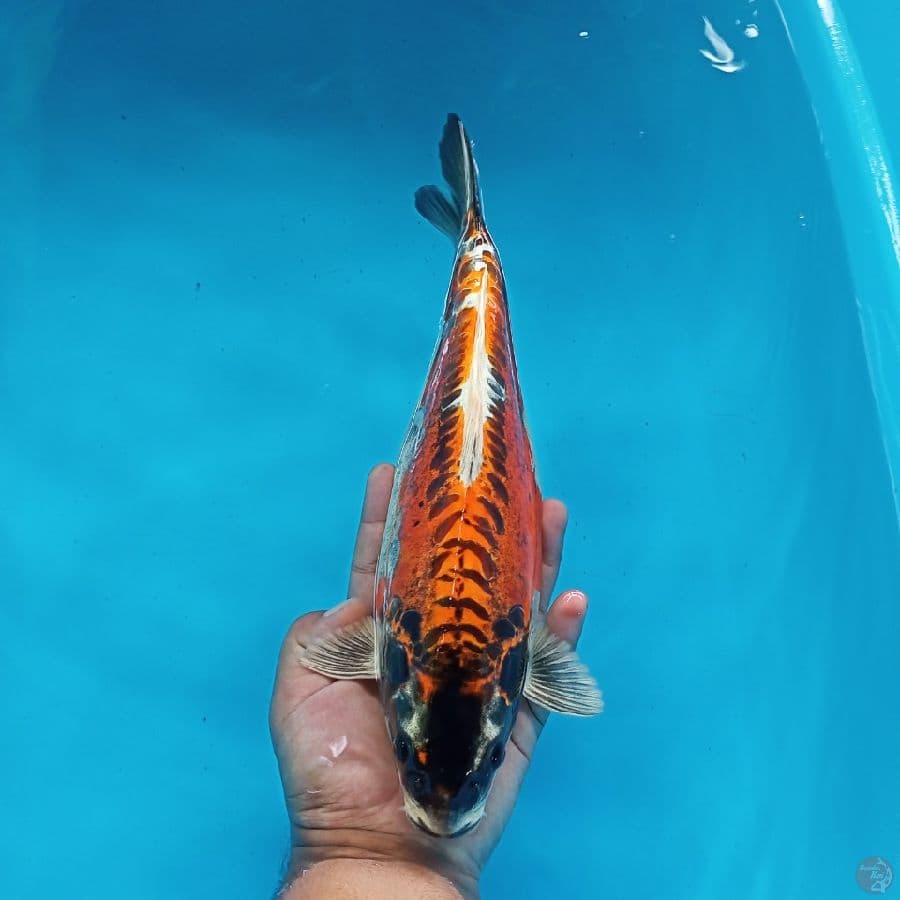 BENI KIKO 33CM