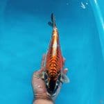 BENI KIKO 33CM