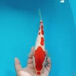 HQ KOHAKU KUCIBENI 28CM