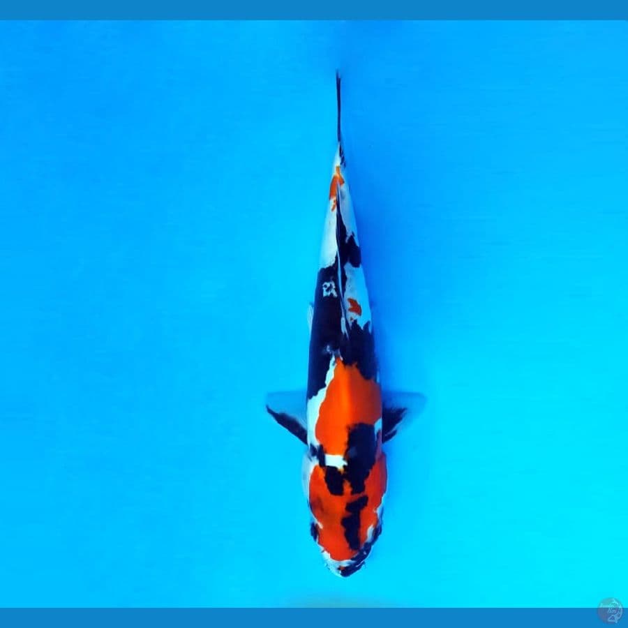 10.SHOWA 24 cm/male