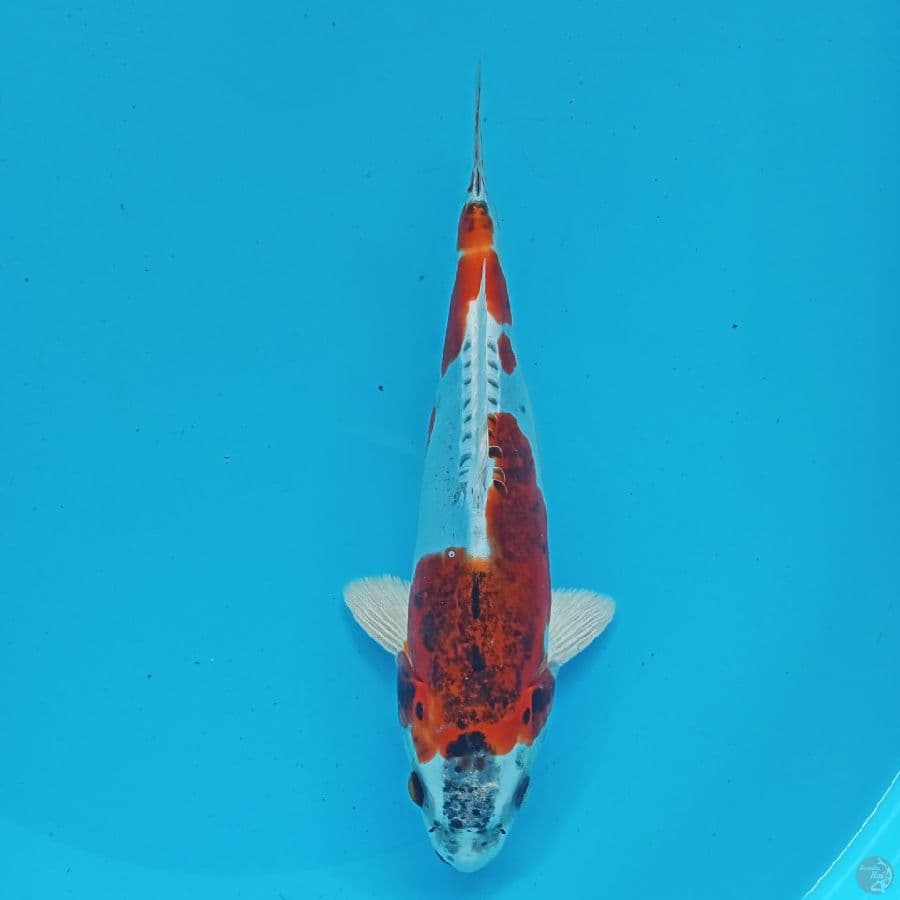 BENI KIKO 27CM