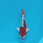 BENI KIKO 27CM
