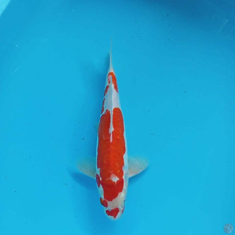 KOHAKU DOITSU MURNI 32CM