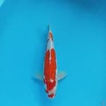 KOHAKU DOITSU MURNI 32CM