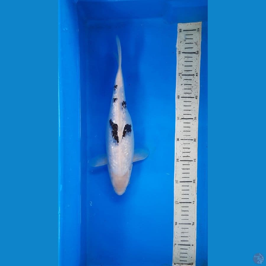 shiro ginrin 34cm