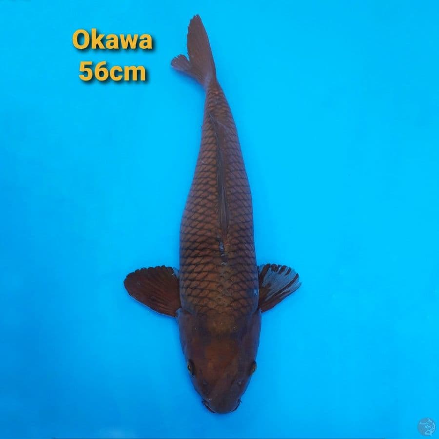 OKAWA CHAGOI 56CM PERUT TIDAK SIMETRIS