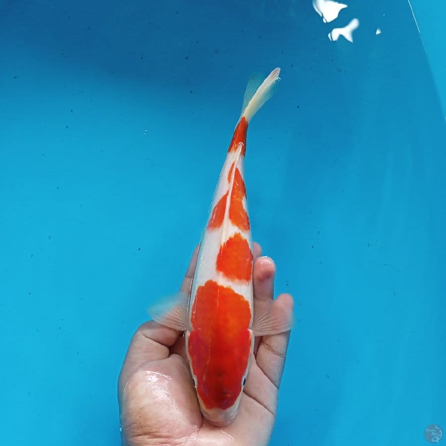 KOHAKU ORIGINAL 27CM