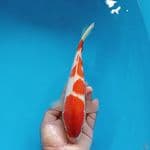 KOHAKU ORIGINAL 27CM