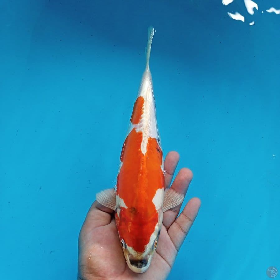 BENI KIKO 29CM