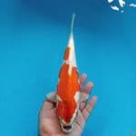 BENI KIKO 29CM