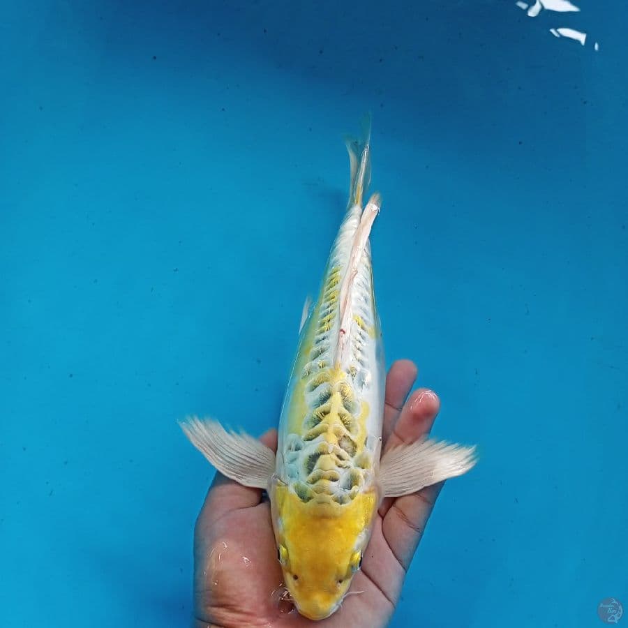 KUMPAY ANTIK HARIWAKE 32CM