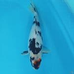TANCHO SHOWA 33CM
