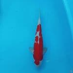 kohaku 