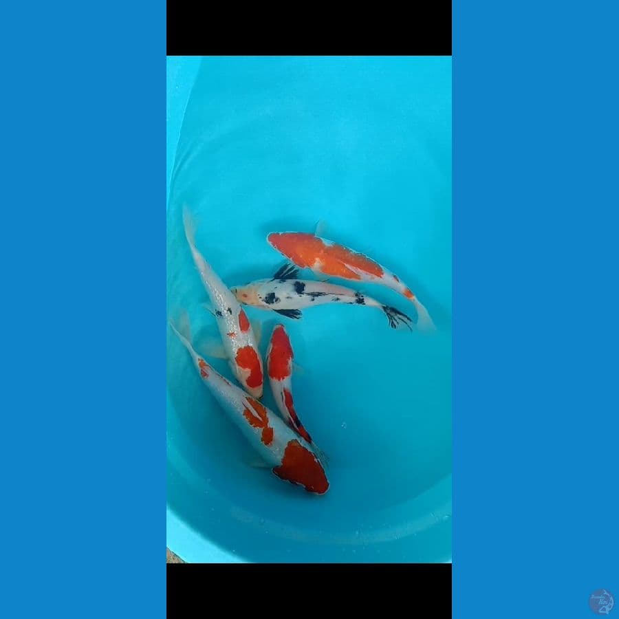 Mix koi 20 - 30cm