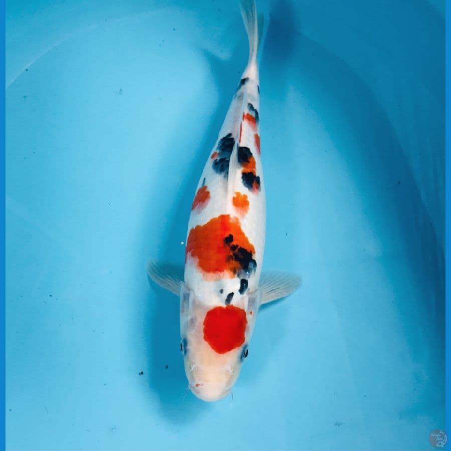 sanke, 35 cm