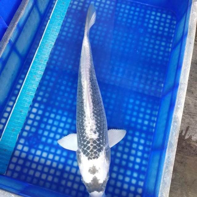 White kabuto 49cm