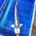 White kabuto 49cm