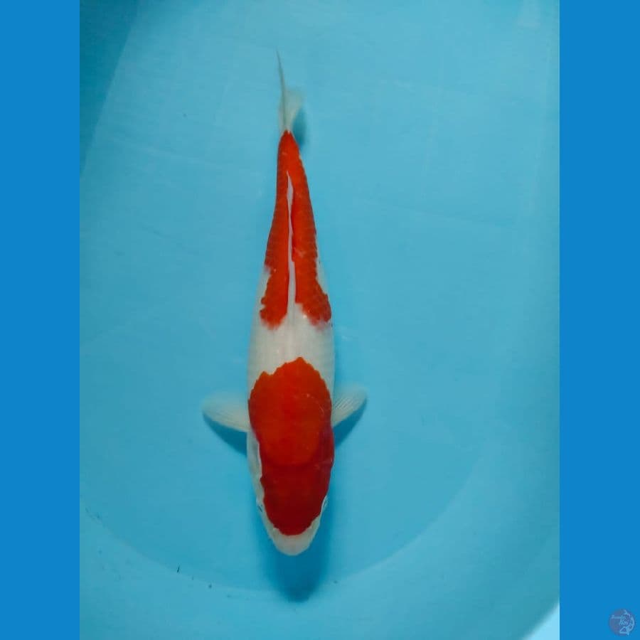 kohaku 35cm