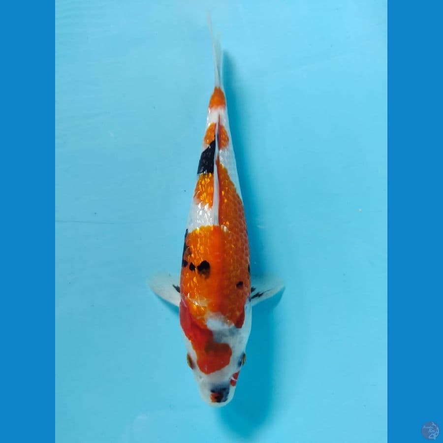 showa tategoi full ginrin 26cm