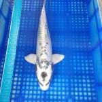 Kikokuryu 45cm