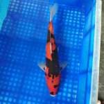 Showa jet black 35cm