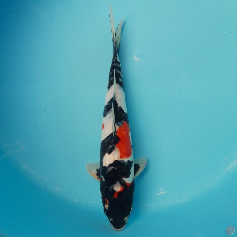 Doitsu Showa 31cm