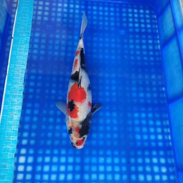 Kindai showa 31cm