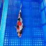 Kindai showa 31cm