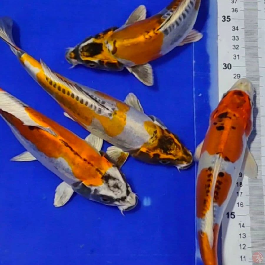 paket kikko 25-26cm