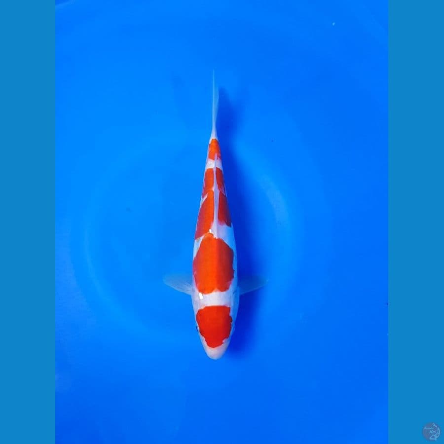 Maruten Kohaku Doitsu 23cm