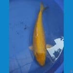 Yamabuki Ogon bulky punuk 42 cm