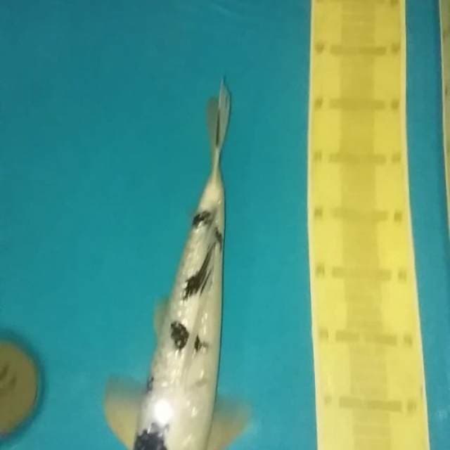 Beko ginrin male 37