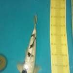 Beko ginrin male 37