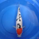 Tancho sanke 40 cm