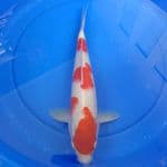 Kohaku 34 cm