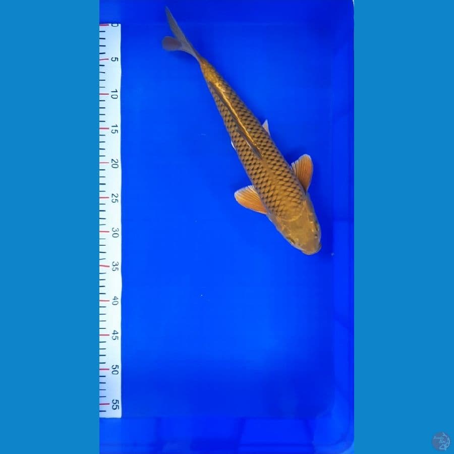 MIDORI F1 39cm/male ⁶