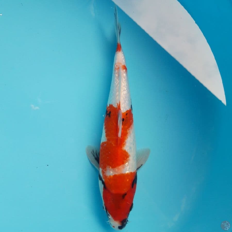 Showa Ginrin Bulky Punuk Super 28cm