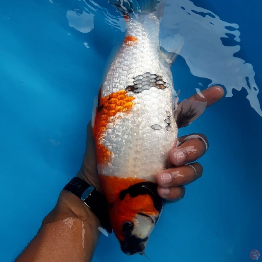 Showa Ginrin Bulky Punuk Super 28cm