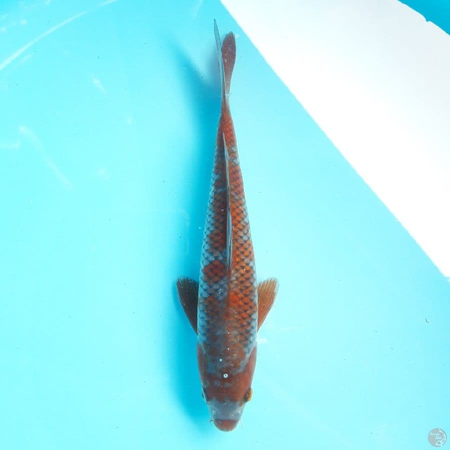 Ochiba Shigure 23cm