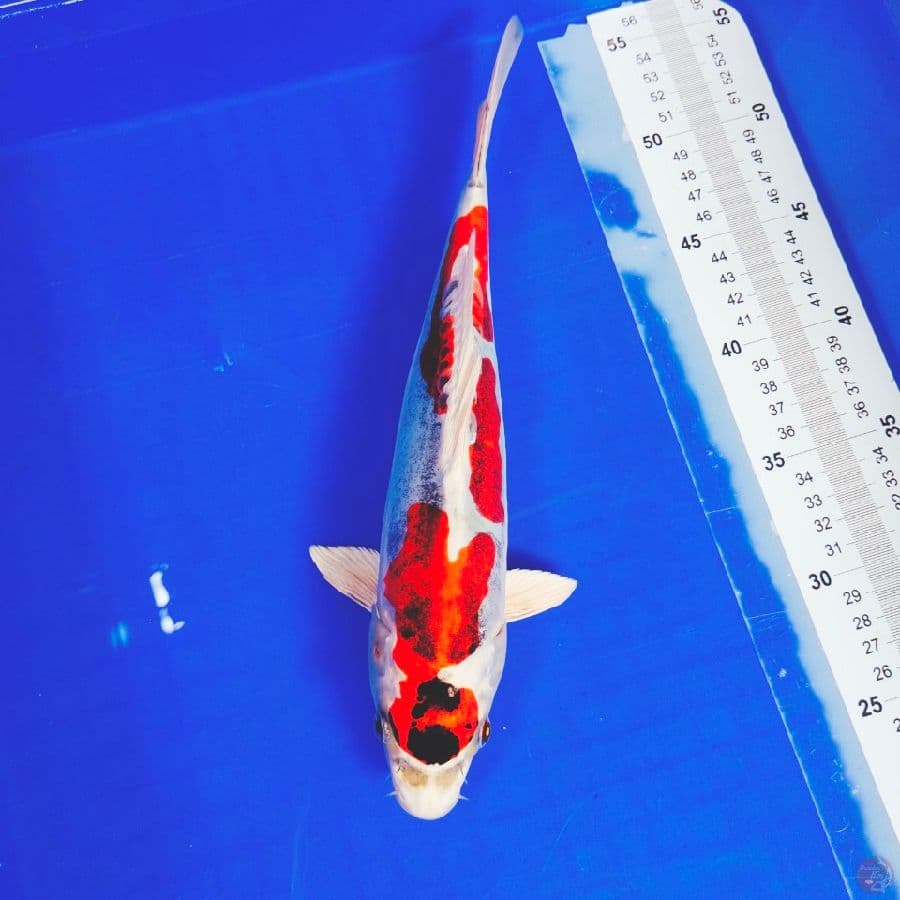 kikko halus 31cm