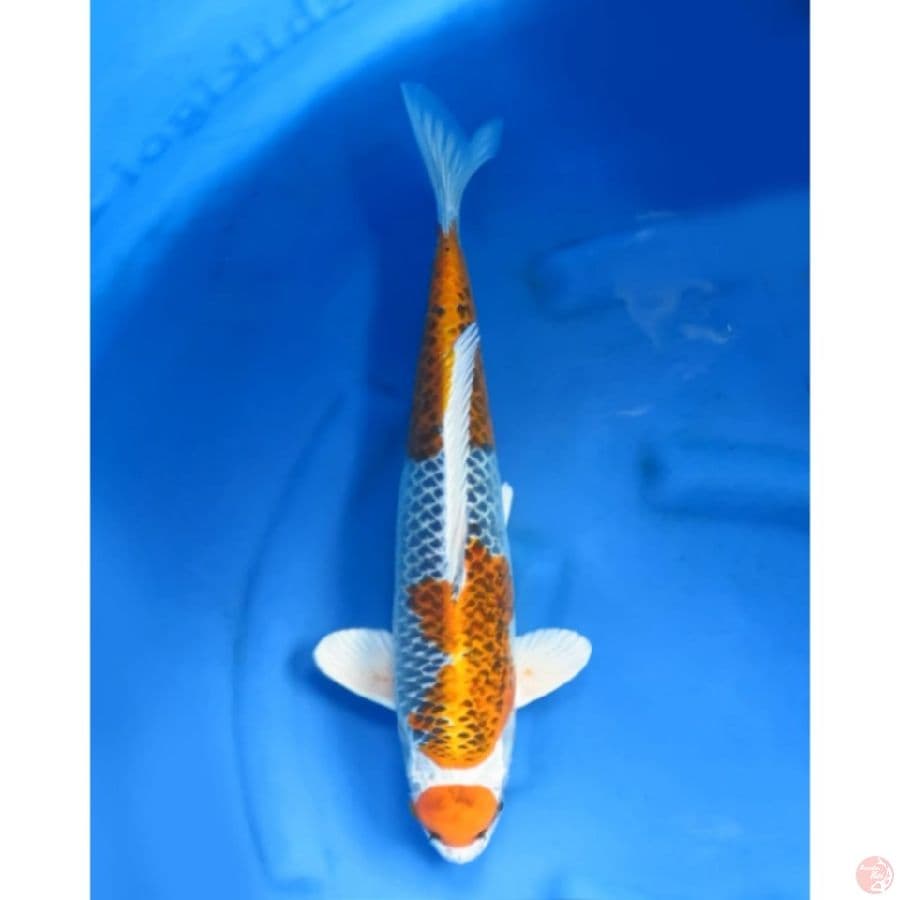 46cm , Jantan , Jumbo Kujaku