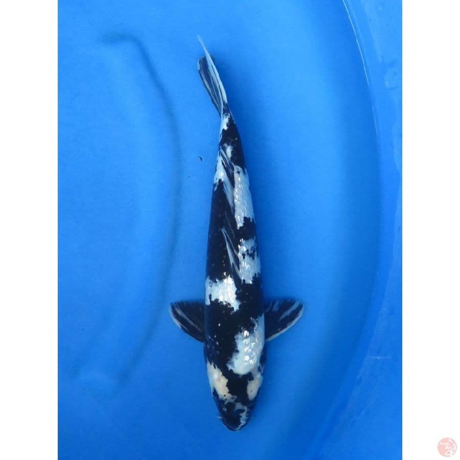 34cm , Jantan , Shiro Ginrin 
